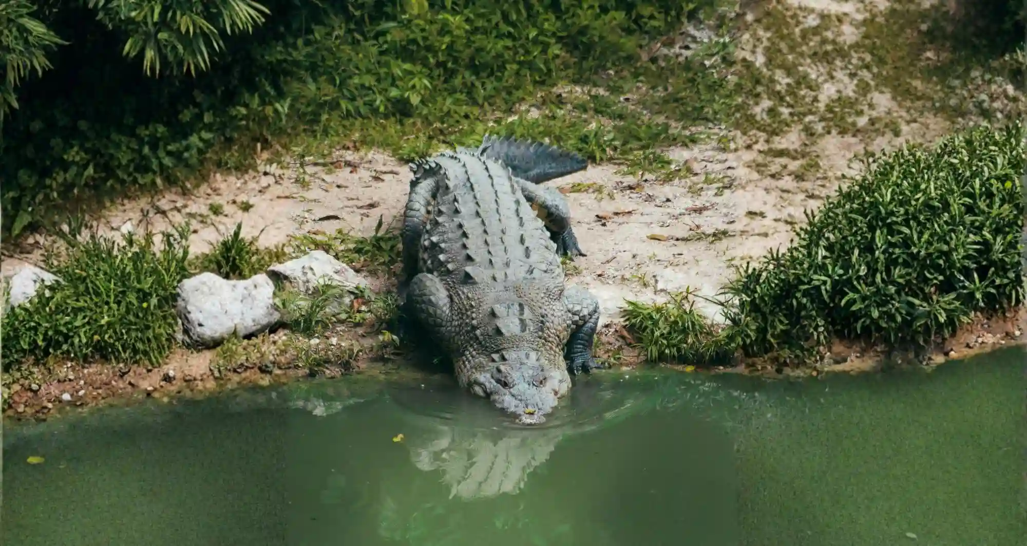 Crocodile-Sundarban-Tour-RS-Travels