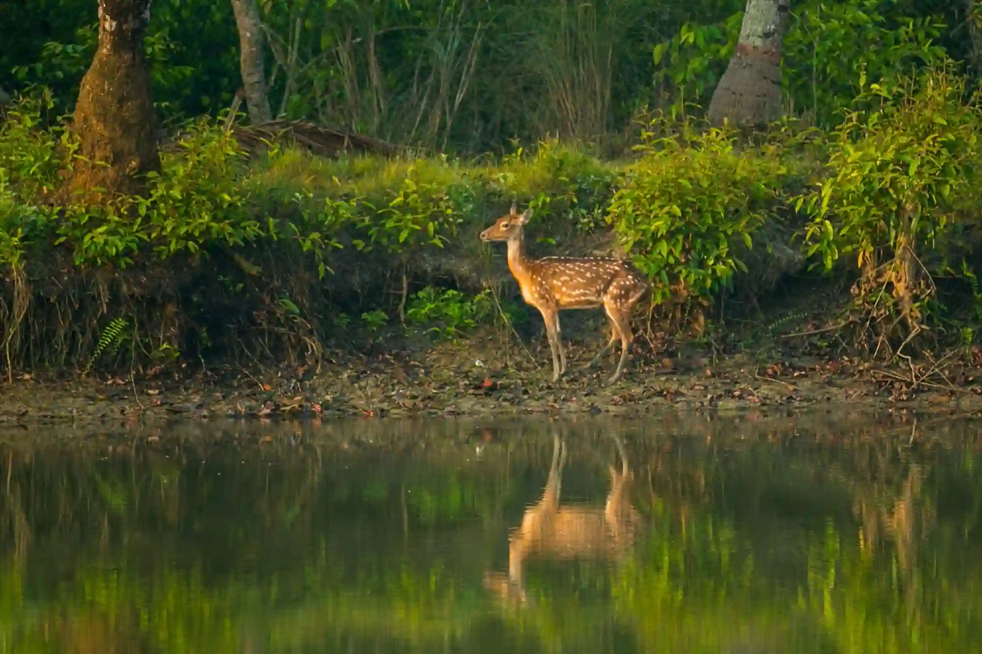 Deer-in-Sundarban-RS-Tour-&-Travels