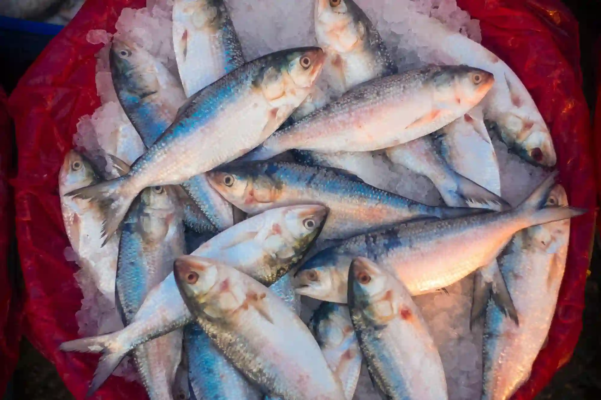 Hilsa-Fish-Sundarban-RS-Tour-&-Travels