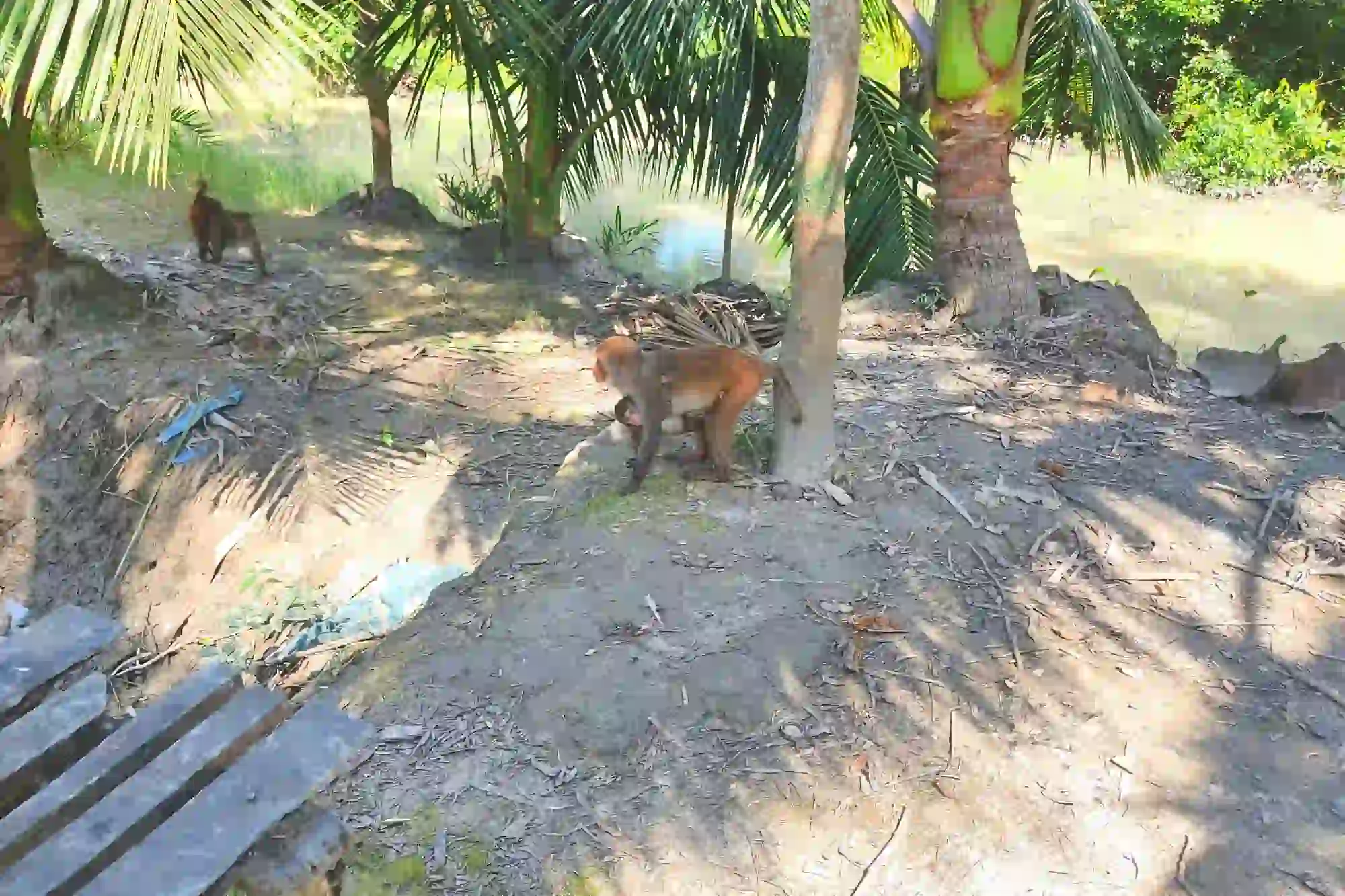 Monkey-With-his-Baby-Sundarban-RS-Tour-&-Travels