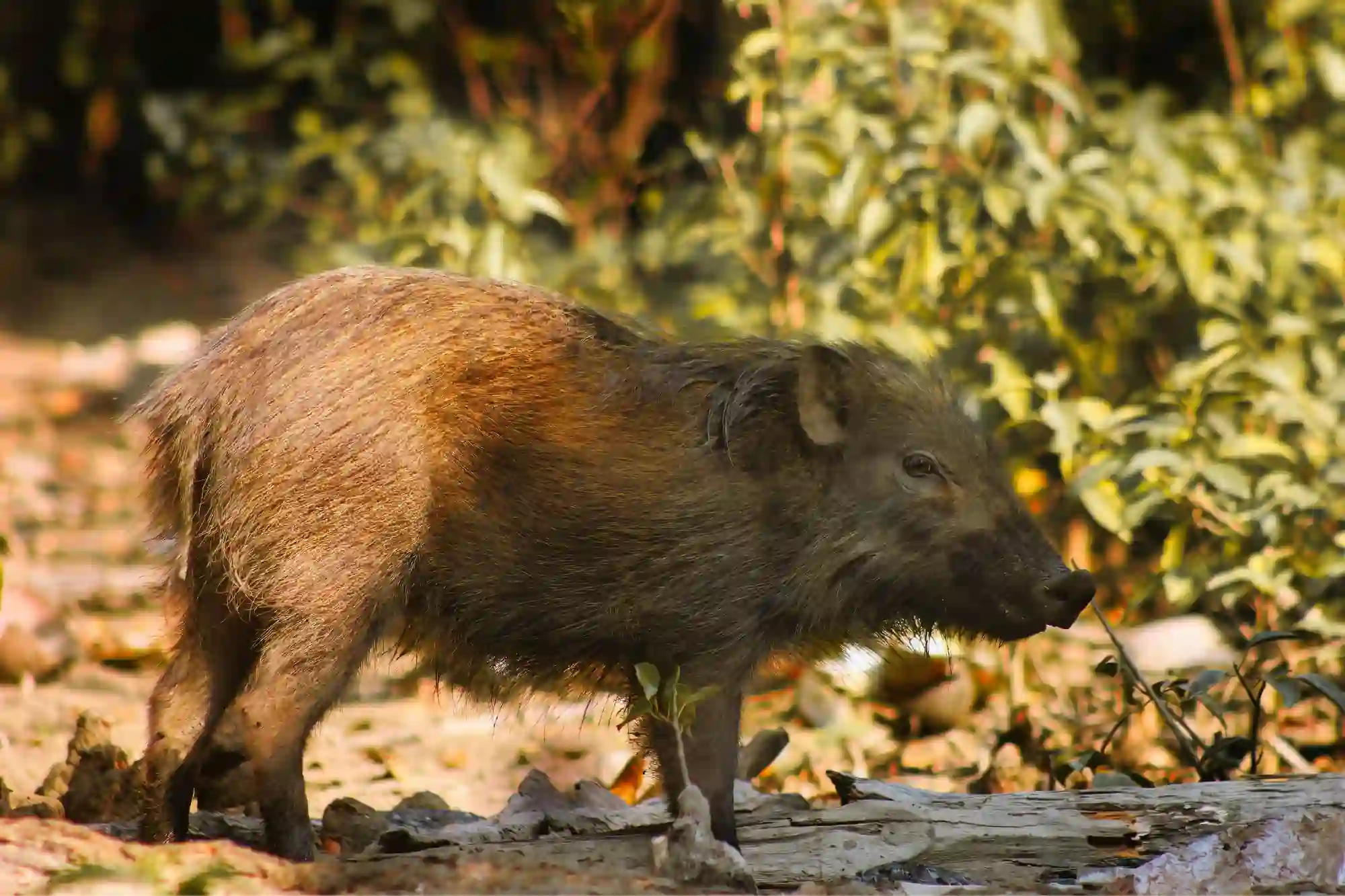 Pig-in-Sundarban-RS-Tour-&-Travels