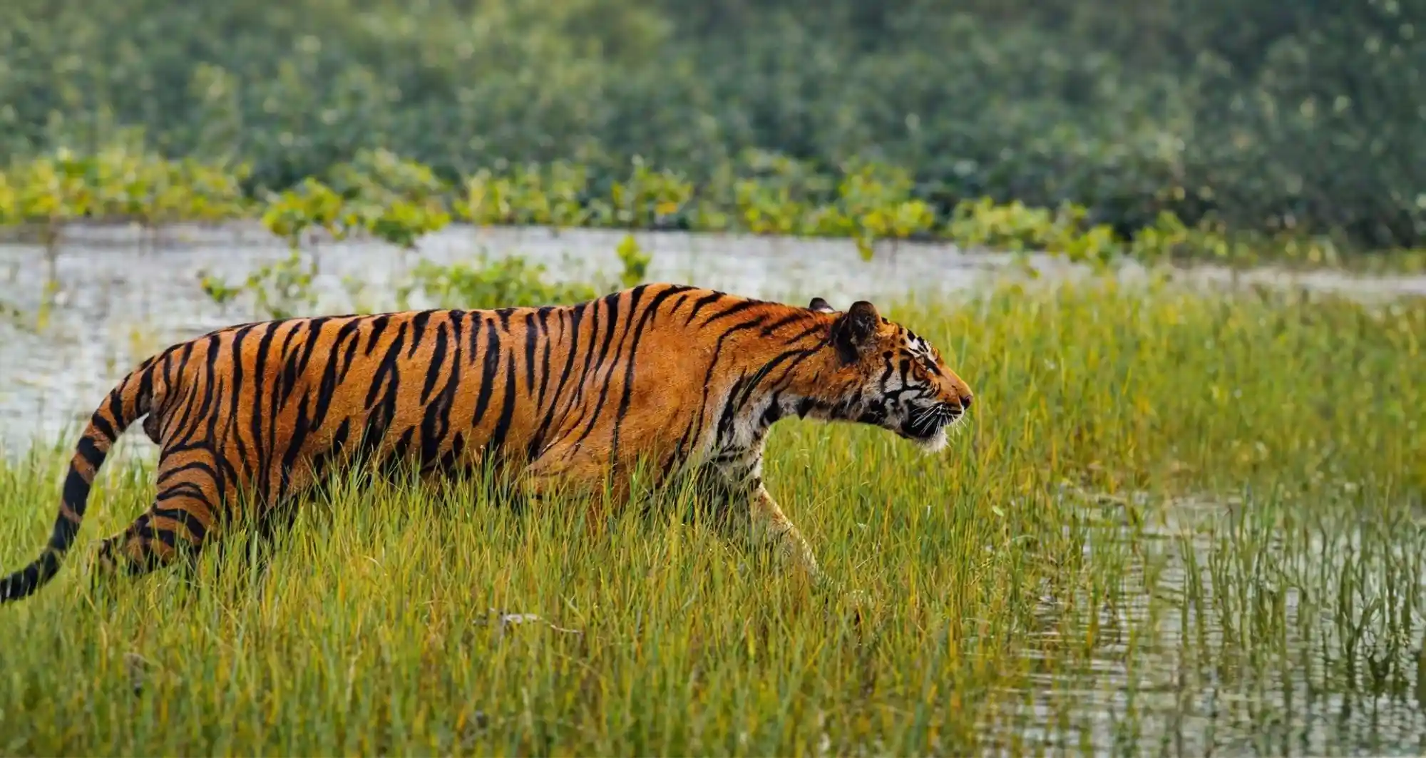 Royal-Bengal-Tiger-Sundarban-Tour-RS-Travels