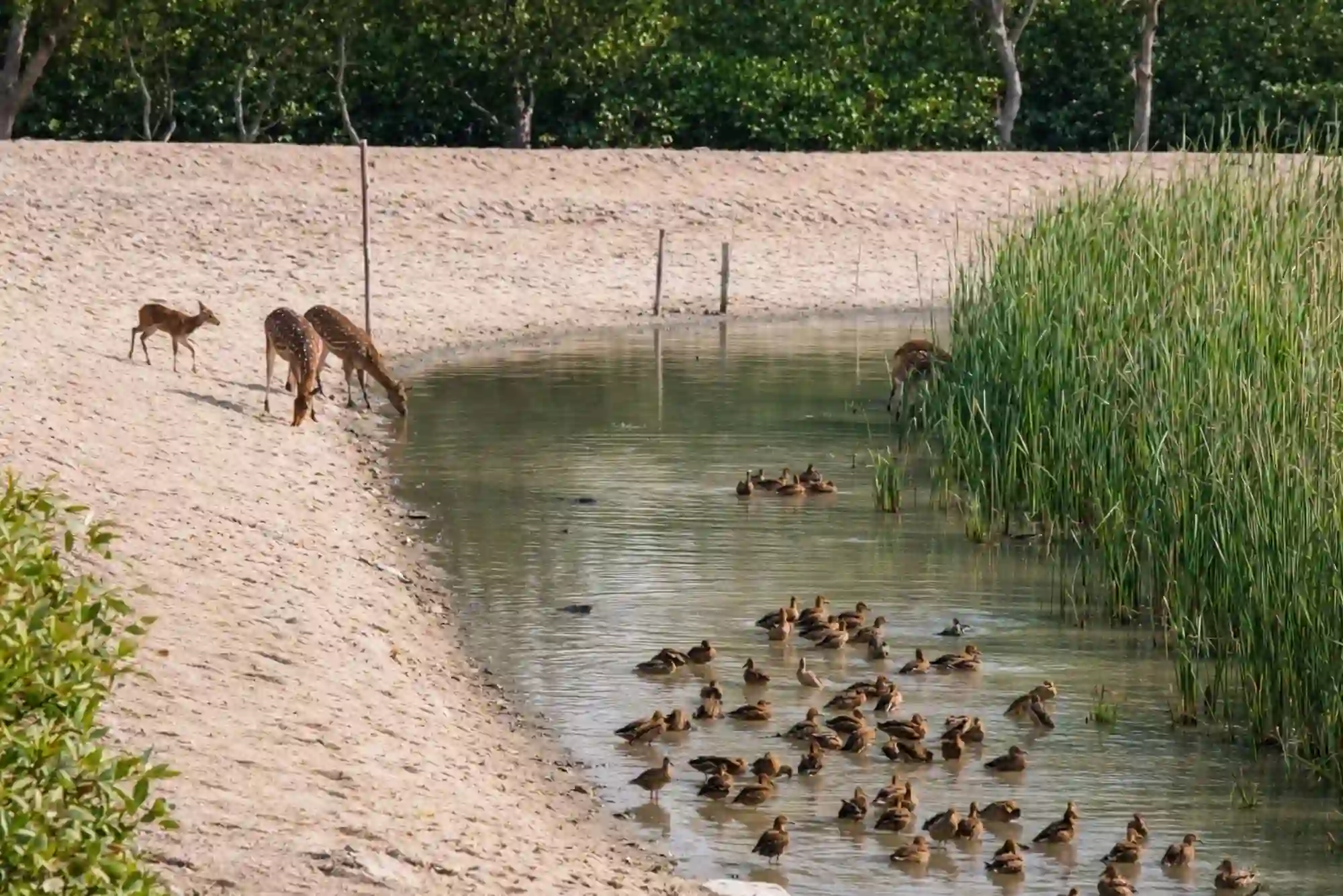Sundarban Deer and Ducks in the water RS Tour and Travels