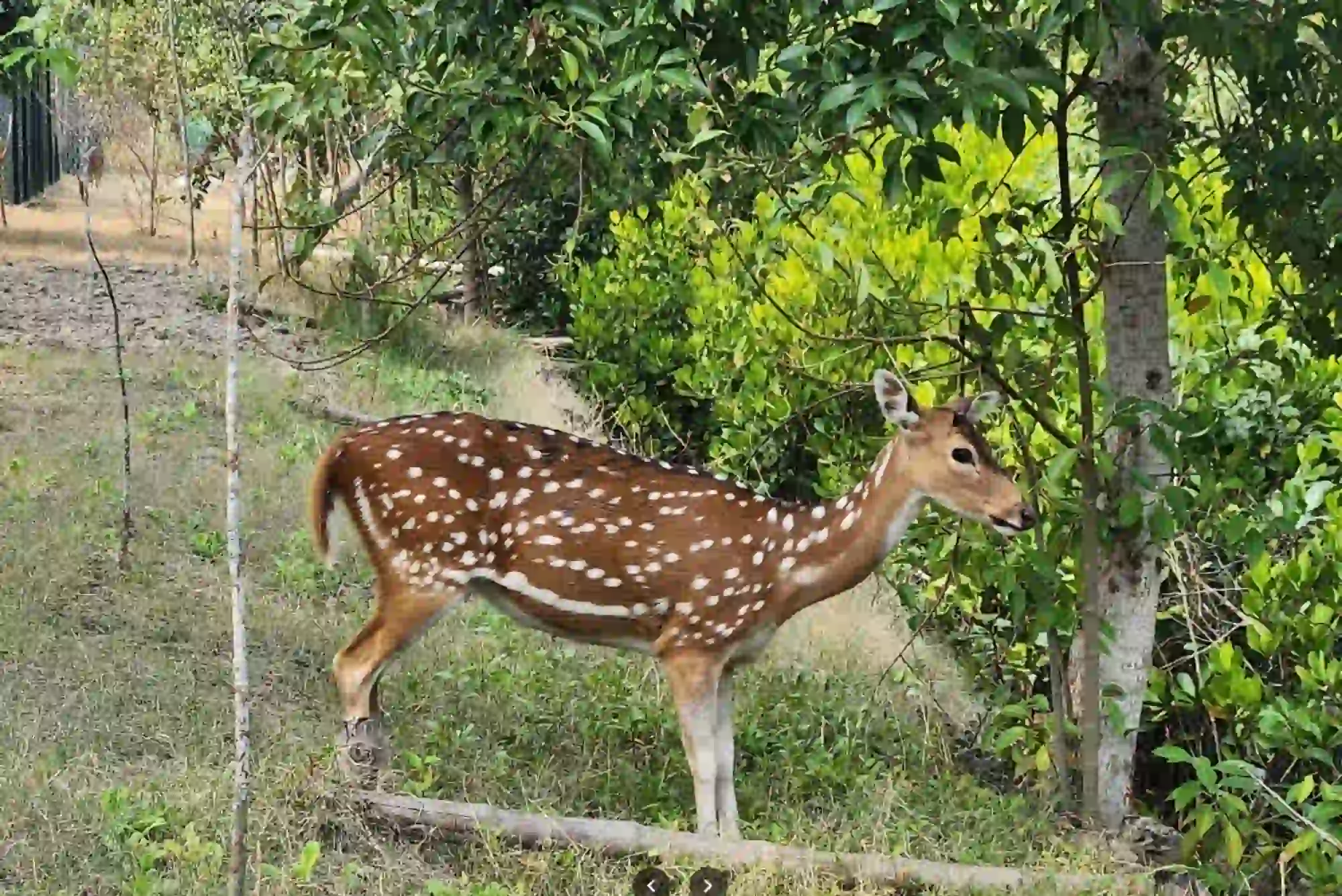 Sundarban Deer in the Jungle RS Tour and Travels