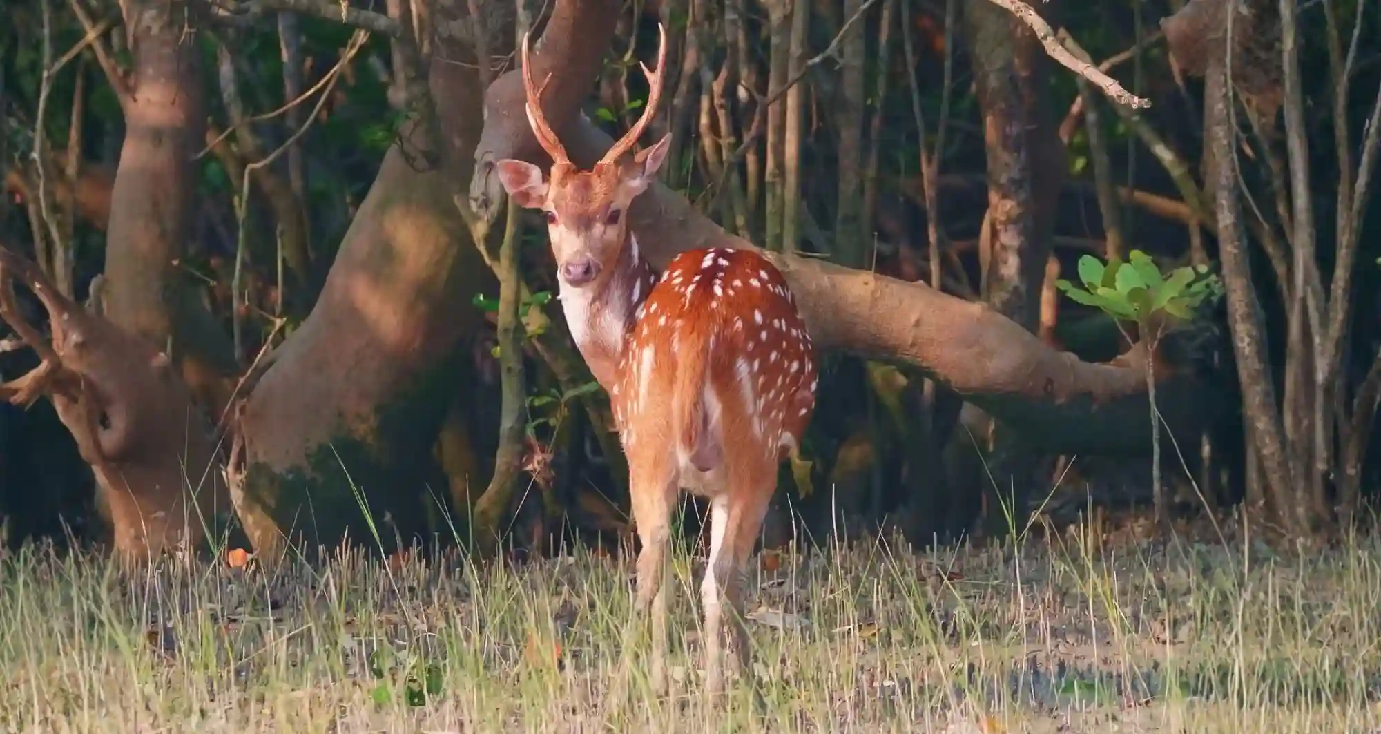 Wild-Deer-Sundarban-Tour-RS-Travels